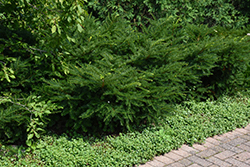 Green Wave Yew (Taxus x media 'Green Wave') at Thies Farm & Greenhouses