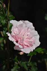 Pink Chiffon Rose of Sharon (Hibiscus syriacus 'JWNWOOD4') at Thies Farm & Greenhouses