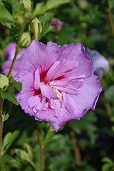 Lavender Chiffon Rose Of Sharon (Hibiscus syriacus 'Notwoodone') at Thies Farm & Greenhouses