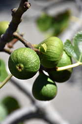 Chicago Hardy Fig (Ficus carica 'Chicago Hardy') at Thies Farm & Greenhouses