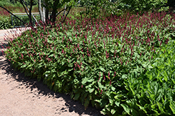 Fire Tail Fleeceflower (Persicaria amplexicaulis 'Fire Tail') at Thies Farm & Greenhouses