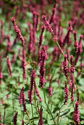 Fire Tail Fleeceflower (Persicaria amplexicaulis 'Fire Tail') at Thies Farm & Greenhouses