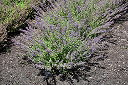 Junior Walker Catmint (Nepeta x faassenii 'Novanepjun') at Thies Farm & Greenhouses