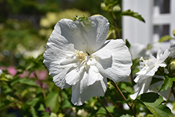 White Chiffon Rose of Sharon (Hibiscus syriacus 'Notwoodtwo') at Thies Farm & Greenhouses