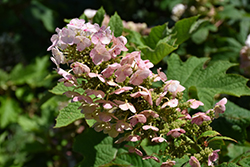 Ruby Slippers Hydrangea (Hydrangea quercifolia 'Ruby Slippers') at Thies Farm & Greenhouses