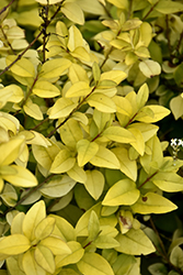 Golden Ticket Privet (Ligustrum x vicaryi 'NCLX1') at Thies Farm & Greenhouses