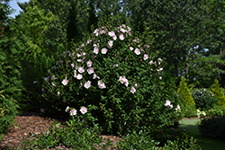 Pink Chiffon Rose of Sharon (Hibiscus syriacus 'JWNWOOD4') at Thies Farm & Greenhouses