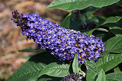 Pugster Blue Butterfly Bush (Buddleia 'SMNBDBT') at Thies Farm & Greenhouses