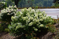 Little Lime Hydrangea (Hydrangea paniculata 'Jane') at Thies Farm & Greenhouses