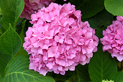 Let's Dance Rhythmic Blue Hydrangea (Hydrangea macrophylla 'SMHMES14') at Thies Farm & Greenhouses