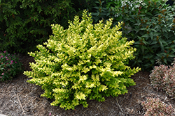 Golden Ticket Privet (Ligustrum x vicaryi 'NCLX1') at Thies Farm & Greenhouses