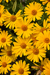 Sunstruck False Sunflower (Heliopsis helianthoides 'Sunstruck') at Thies Farm & Greenhouses