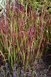 Red Baron Japanese Blood Grass (Imperata cylindrica 'Red Baron') at Thies Farm & Greenhouses