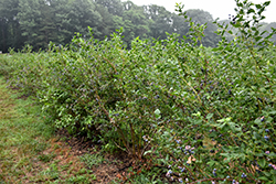 Bluecrop Blueberry (Vaccinium corymbosum 'Bluecrop') at Thies Farm & Greenhouses