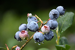 Blueray Blueberry (Vaccinium corymbosum 'Blueray') at Thies Farm & Greenhouses