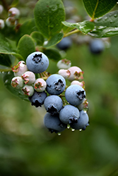 Duke Blueberry (Vaccinium corymbosum 'Duke') at Thies Farm & Greenhouses