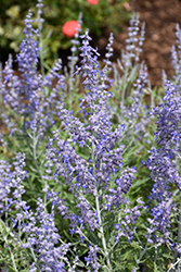 Lacey Blue Russian Sage (Perovskia atriplicifolia 'Lacey Blue') at Thies Farm & Greenhouses