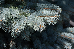Baby Blue Blue Spruce (Picea pungens 'Baby Blue') at Thies Farm & Greenhouses