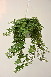 English Ivy (Hedera helix) at Thies Farm & Greenhouses