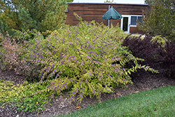 Purple Beautyberry (Callicarpa dichotoma) at Thies Farm & Greenhouses