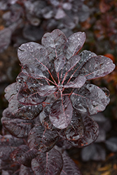 Winecraft Black Smokebush (Cotinus coggygria 'NCCO1') at Thies Farm & Greenhouses