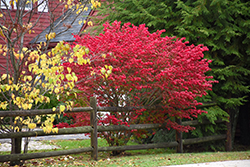 Compact Winged Burning Bush (Euonymus alatus 'Compactus') at Thies Farm & Greenhouses