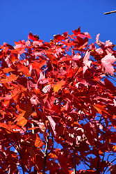 October Glory Red Maple (Acer rubrum 'October Glory') at Thies Farm & Greenhouses