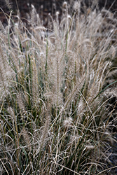 Fountain Grass (Pennisetum alopecuroides) at Thies Farm & Greenhouses