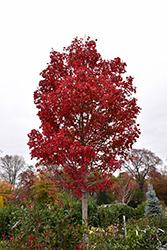 October Glory Red Maple (Acer rubrum 'October Glory') at Thies Farm & Greenhouses