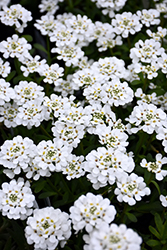 Purity Candytuft (Iberis sempervirens 'Purity') at Thies Farm & Greenhouses