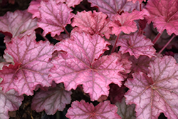 Berry Smoothie Coral Bells (Heuchera 'Berry Smoothie') at Thies Farm & Greenhouses