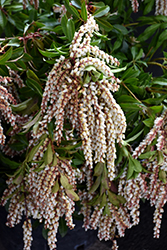 Mountain Fire Japanese Pieris (Pieris japonica 'Mountain Fire') at Thies Farm & Greenhouses