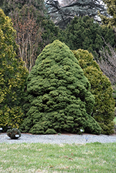 Dwarf Alberta Spruce (Picea glauca 'Conica') at Thies Farm & Greenhouses