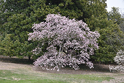 Leonard Messel Magnolia (Magnolia x loebneri 'Leonard Messel') at Thies Farm & Greenhouses