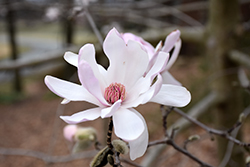 Star Magnolia (Magnolia stellata) at Thies Farm & Greenhouses