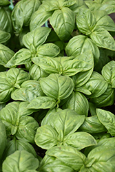 Sweet Basil (Ocimum basilicum) at Thies Farm & Greenhouses