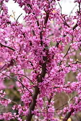 The Rising Sun Redbud (Cercis canadensis 'The Rising Sun') at Thies Farm & Greenhouses