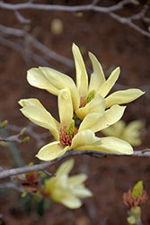Yellow Bird Magnolia (Magnolia 'Yellow Bird') at Thies Farm & Greenhouses