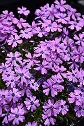 Purple Beauty Moss Phlox (Phlox subulata 'Purple Beauty') at Thies Farm & Greenhouses