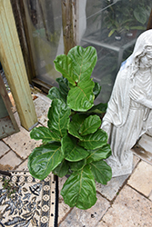 Fiddle Leaf Fig (Ficus lyrata) at Thies Farm & Greenhouses
