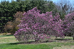 Ann Magnolia (Magnolia 'Ann') at Thies Farm & Greenhouses