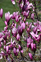 Ann Magnolia (Magnolia 'Ann') at Thies Farm & Greenhouses