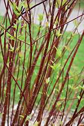 Arctic Fire Red Twig Dogwood (Cornus sericea 'Farrow') at Thies Farm & Greenhouses