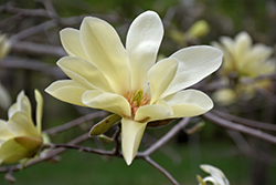 Gold Star Magnolia (Magnolia 'Gold Star') at Thies Farm & Greenhouses