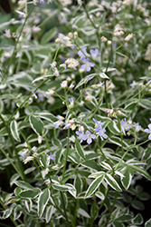 Touch Of Class Jacob's Ladder (Polemonium reptans 'Touch Of Class') at Thies Farm & Greenhouses