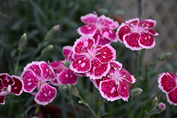 Fire And Ice Pinks (Dianthus 'Fire And Ice') at Thies Farm & Greenhouses