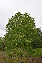 Yellow Bird Magnolia (Magnolia 'Yellow Bird') at Thies Farm & Greenhouses