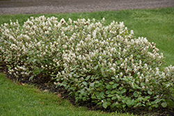 Blue Shadow Fothergilla (Fothergilla major 'Blue Shadow') at Thies Farm & Greenhouses