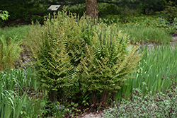 Royal Fern (Osmunda regalis) at Thies Farm & Greenhouses