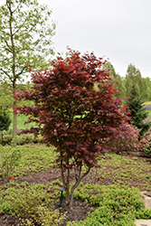 Emperor I Japanese Maple (Acer palmatum 'Wolff') at Thies Farm & Greenhouses